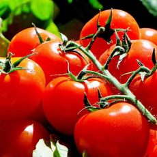 vente de tomates à Lisieux, Falaise, Bernay